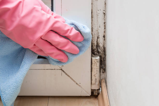 Why You Should Choose Our Mold Remediation Services in Placeholder9